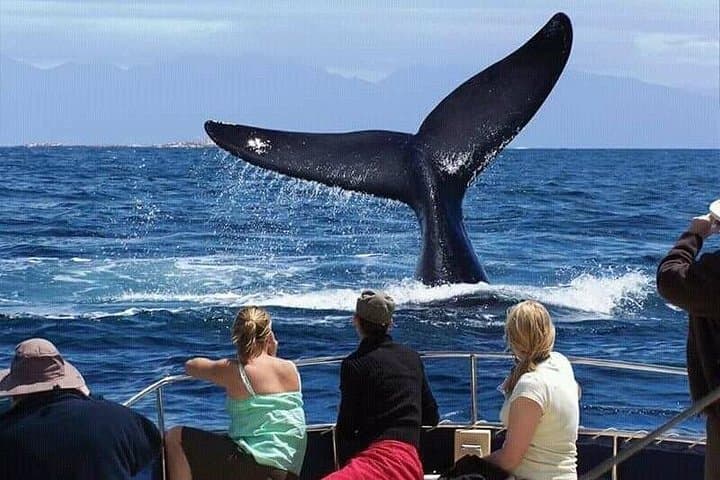 Hermanus Whale Watching, Hemel-en-Aarde Wine Tasting & Betty's Bay Penguin Colony Day Tour photo 3