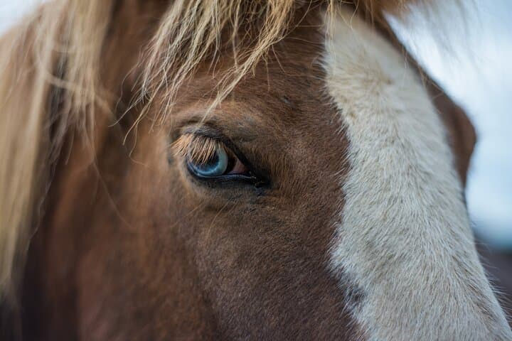 Ride the Red Lava Fields: Icelandic Horse Tour from Reykjavík photo 4