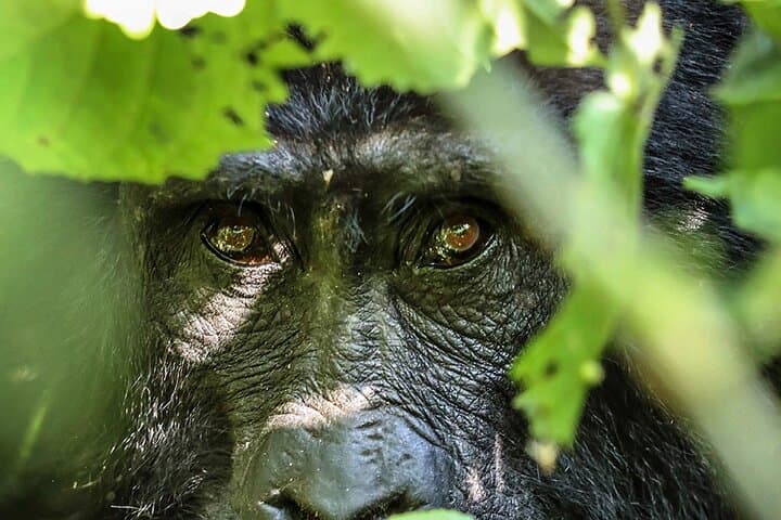4-Day Bwindi Gorilla Trekking Safari — Private Bwindi Impenetrable Tour