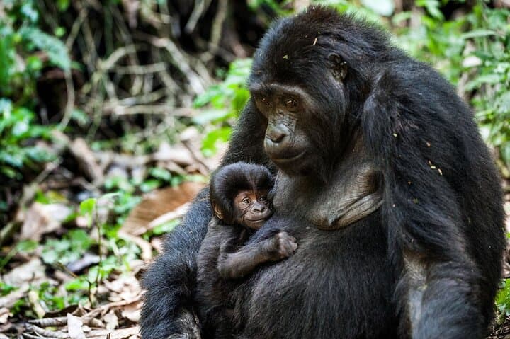 13-Day Essential Uganda Safari — Gorilla Trekking, Chimp Trails & Wildlife Cruises photo 5