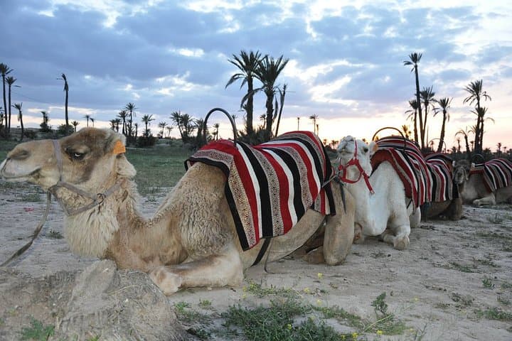 Sunset Camel Ride in Marrakech Palmeraie: Palm Grove Camel Tour & Berber Tea photo 6