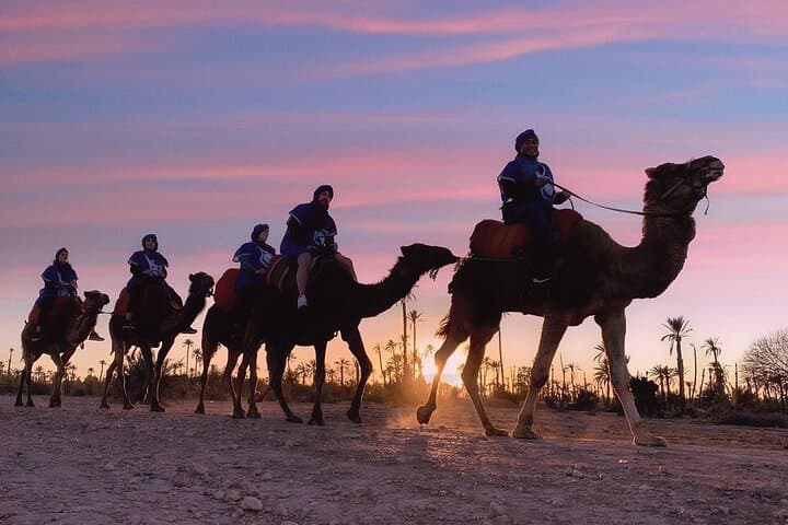 Sunset Camel Ride in Marrakech Palmeraie: Palm Grove Camel Tour & Berber Tea
