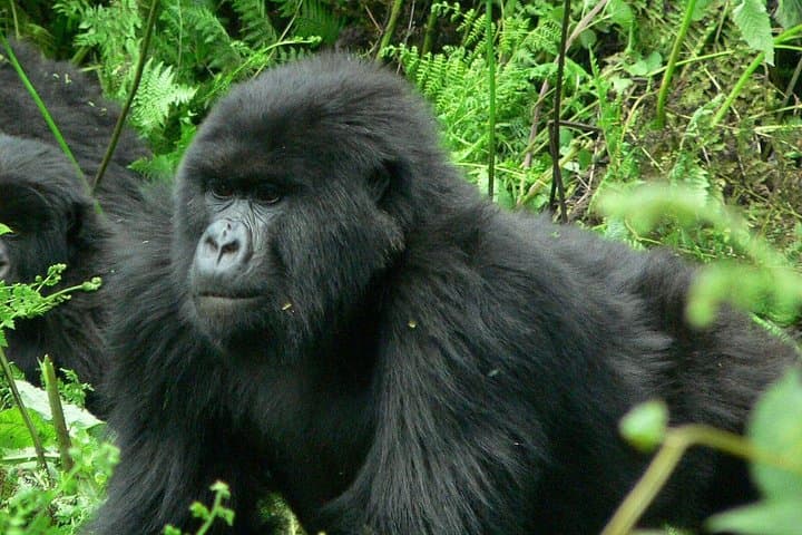 5-Day Gorilla and Chimpanzee Safari: Private Tour to Bwindi & Kibale from Kampala photo 3