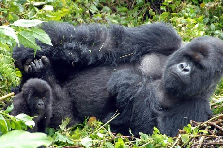 5-Day Gorilla and Chimpanzee Safari: Private Tour to Bwindi & Kibale from Kampala photo 1