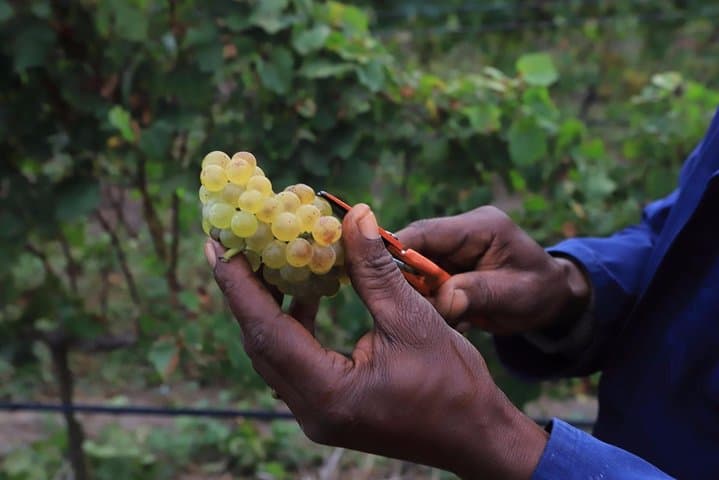 Langa Farmhand Stories: Vineyard Worker & Labour Activist Experience in Cape Town