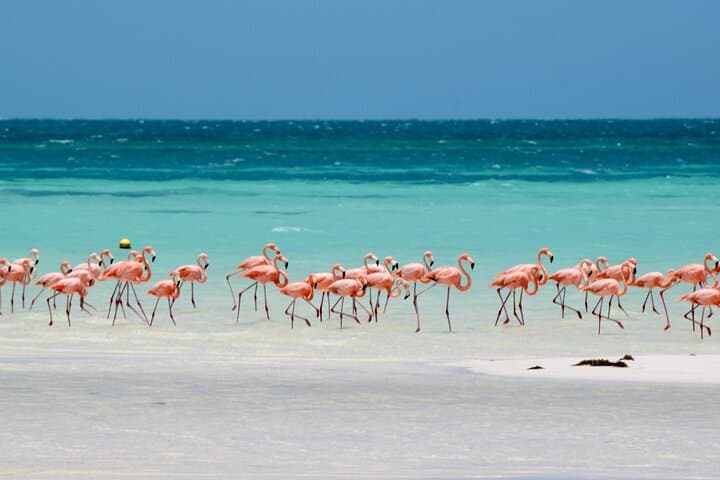 Full-Day Holbox Island Tour: Yalahau Lagoon, Sandbanks & Wildlife photo 6