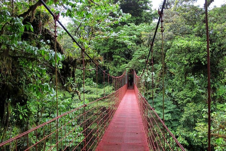 Monteverde Cloud Forest Day Trip from San José — Quetzals, Hanging Bridges & Sky Adventure photo 4