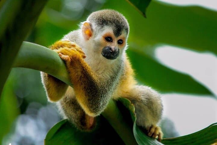 Manuel Antonio Day Trip from San Jose — Beaches, Monkeys & Rainforest Trails photo 4