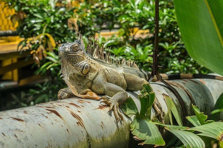 Manuel Antonio Day Trip from San Jose — Beaches, Monkeys & Rainforest Trails photo 6