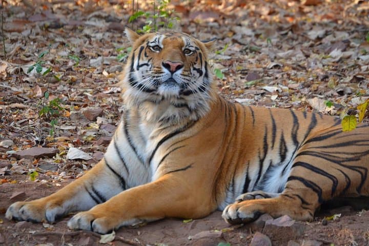Estate of the Tiger & Temples: 14-Day India Wildlife and Cultural Safari