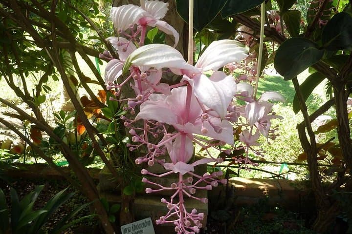 Vallarta Botanical Garden: Tropical Trails, River Swim & Orchid Displays photo 3