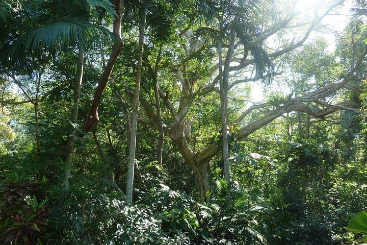 Vallarta Botanical Garden: Tropical Trails, River Swim & Orchid Displays photo 4