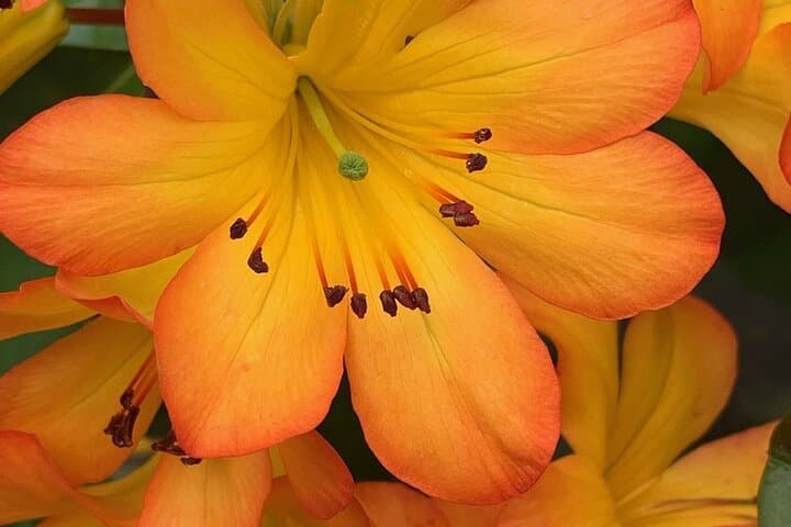Vallarta Botanical Garden: Tropical Trails, River Swim & Orchid Displays photo 6
