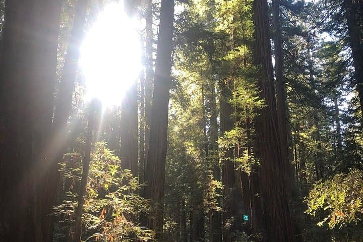 Redwoods and Russian River Wine Day Trip from San Francisco photo 6