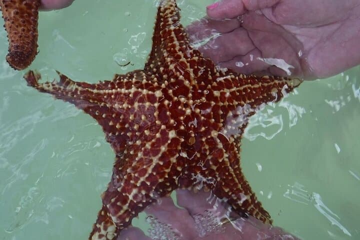 Private Half-Day Stingray City, Snorkeling & Starfish Beach Tour — Grand Cayman photo 3