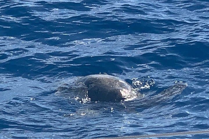 Ko Olina Private Yacht Snorkel Cruise — Small-Group Oahu Adventure photo 6