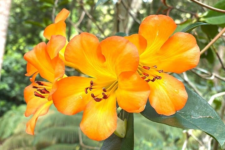 Princeville Botanical Gardens Walking Tour & Gourmet Chocolate Tasting, Kauai photo 6