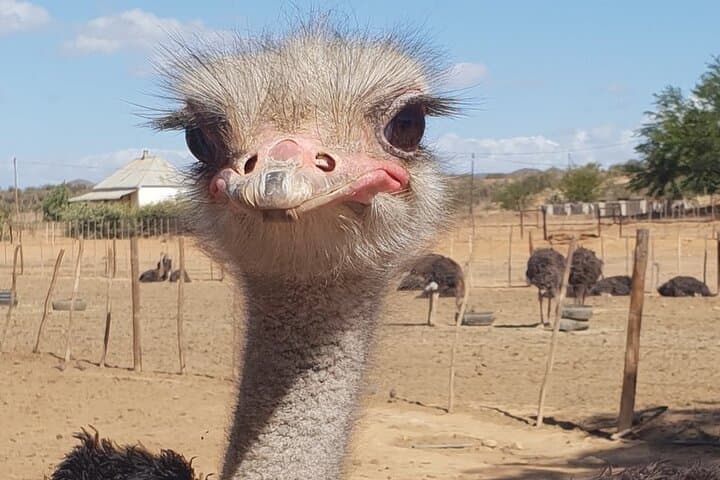 Highgate Ostrich Farm Tour — Feed, Ride and Dine with Ostriches near Oudtshoorn photo 3