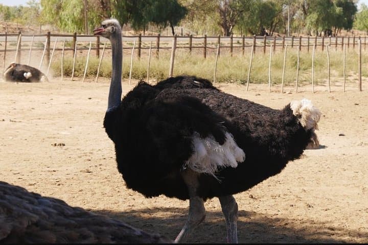 Highgate Ostrich Farm Tour — Feed, Ride and Dine with Ostriches near Oudtshoorn photo 4