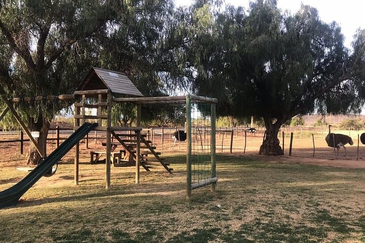 Highgate Ostrich Farm Tour — Feed, Ride and Dine with Ostriches near Oudtshoorn photo 5