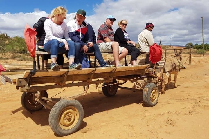 Highgate Ostrich Farm Tour — Feed, Ride and Dine with Ostriches near Oudtshoorn photo 6