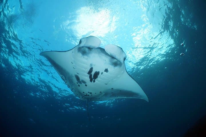 Nusa Penida Manta Point: 3-Dive Day Trip from Sanur — Mantas, Drift Reefs & Crystal Bay photo 4