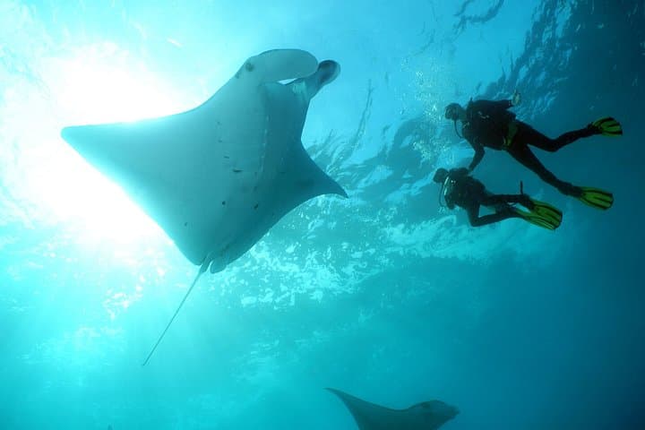 Nusa Penida Manta Point: 3-Dive Day Trip from Sanur — Mantas, Drift Reefs & Crystal Bay photo 2