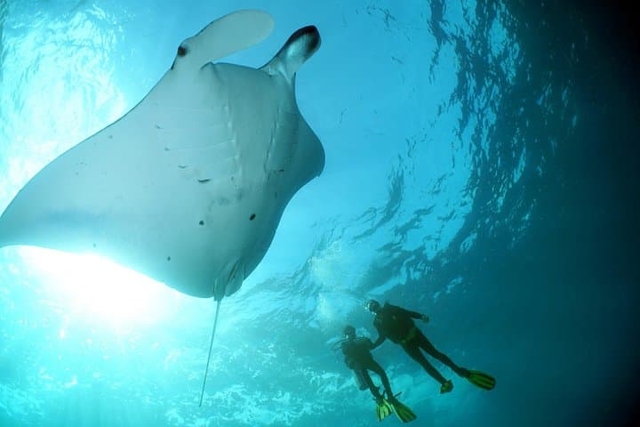 Nusa Penida Manta Point: 3-Dive Day Trip from Sanur — Mantas, Drift Reefs & Crystal Bay photo 1