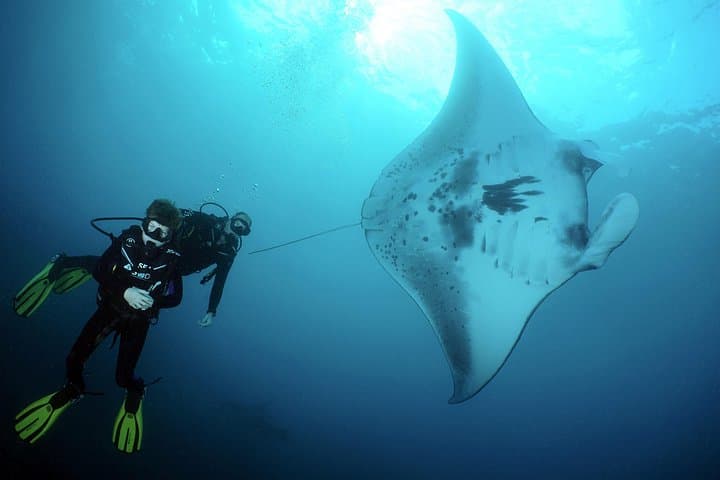 Nusa Penida Manta Point: 3-Dive Day Trip from Sanur — Mantas, Drift Reefs & Crystal Bay photo 3