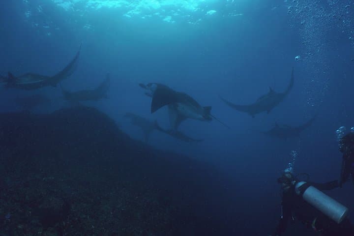 Try Dive with Manta Rays at Manta Point, Nusa Penida — Non-Certified Dives from Sanur photo 2