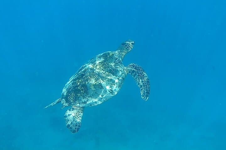 Morning Turtle Canyon Snorkel and Dolphin Sail from Waikiki photo 5