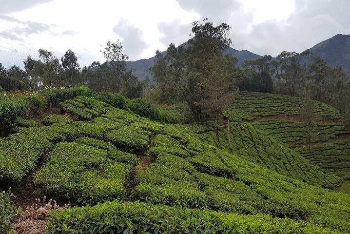 Munnar Tea Trail & Lockhart Factory Tour — Walk from Leaf to Cup photo 5