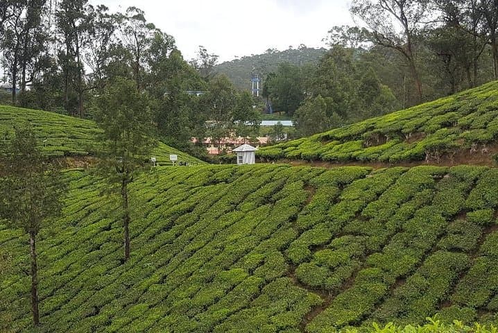 Munnar Tea Trail & Lockhart Factory Tour — Walk from Leaf to Cup photo 6