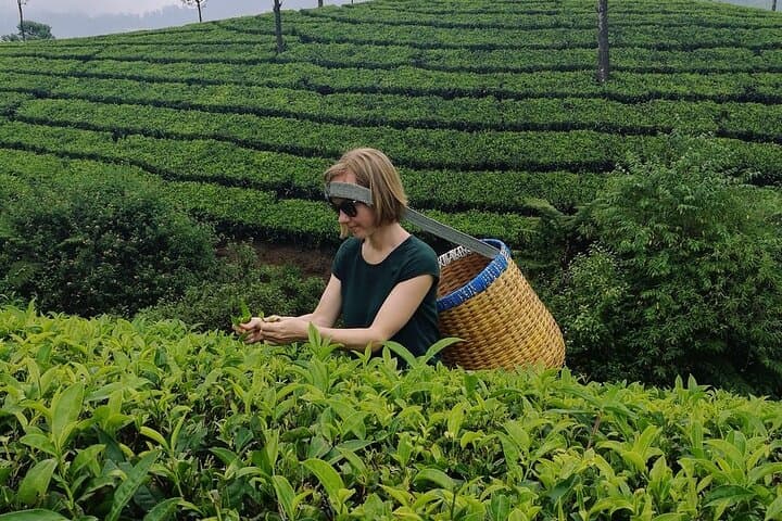 Munnar Tea Trail & Lockhart Factory Tour — Walk from Leaf to Cup photo 2