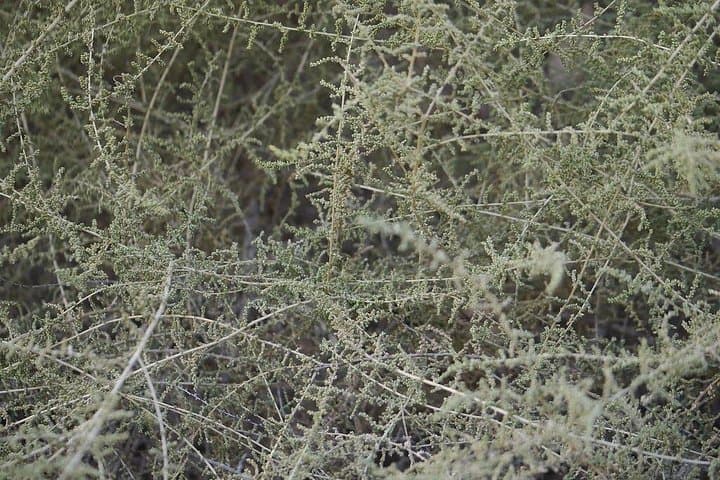 Rao Jodha Desert Rock Park Guided Walk — Volcanic Rocks, Desert Flora & Mehrangarh Views photo 3