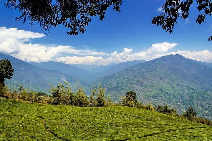 Lush Malabar Coast: 6-Day Kerala Private Tour — Cochin, Munnar & Backwaters photo 3