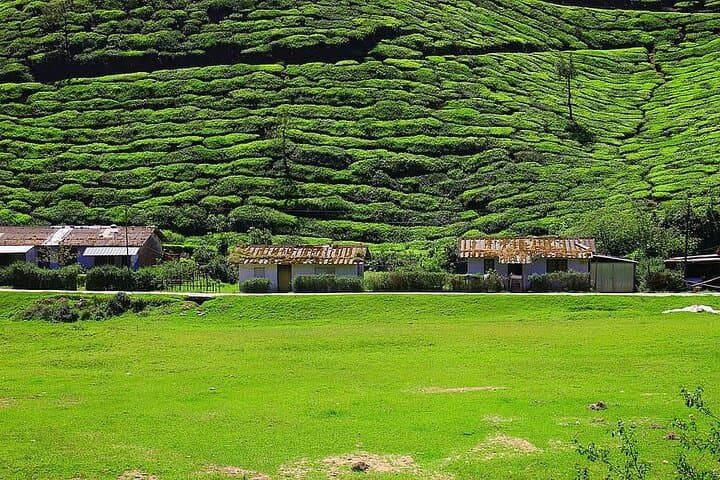 Lush Malabar Coast: 6-Day Kerala Private Tour — Cochin, Munnar & Backwaters photo 5