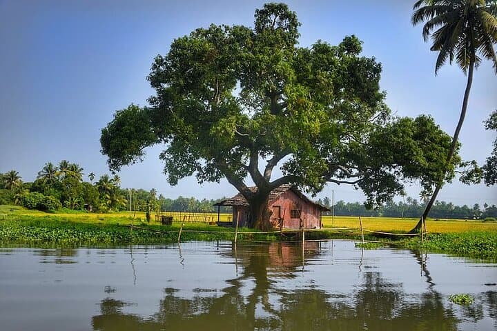 Lush Malabar Coast: 6-Day Kerala Private Tour — Cochin, Munnar & Backwaters photo 6