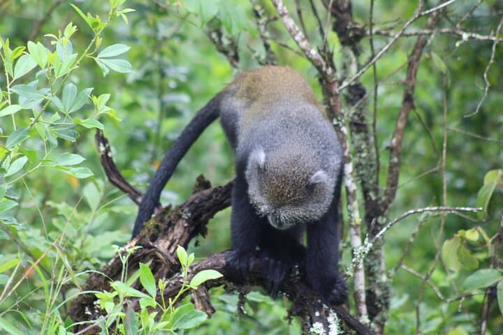 5-Day Tanzania Safari: Lake Manyara, Serengeti & Ngorongoro Crater photo 6