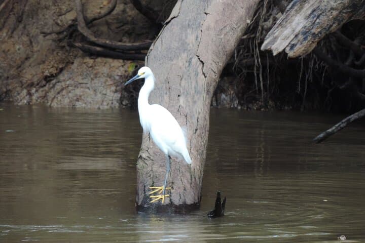 Private Caño Negro Pantoon Wildlife Tour from La Fortuna photo 5