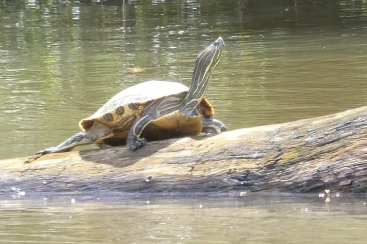 Private Caño Negro Pantoon Wildlife Tour from La Fortuna photo 3