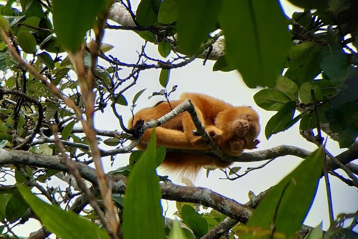 Private Caño Negro Pantoon Wildlife Tour from La Fortuna photo 2