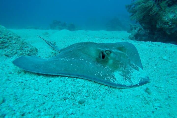 Half-Day Scuba Diving in the Florida Keys: Pennekamp & Sanctuary Reefs photo 5