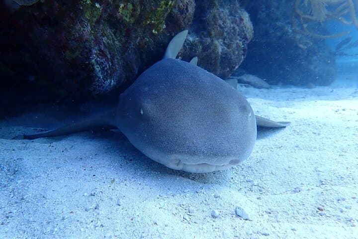 Half-Day Scuba Diving in the Florida Keys: Pennekamp & Sanctuary Reefs photo 6