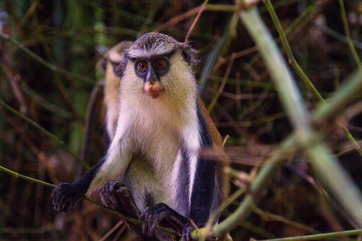 Eco Volta Expedition: Hike Afadjato & Wli Falls — Volta Region Day Tour