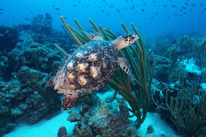 Discover Scuba at Coral Divers Curaçao: Intro Dive on a Living House Reef photo 3