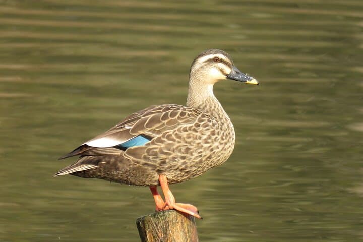 Vedanthangal Bird Sanctuary Day Trip from Chennai: Migratory Birdwatching & Wetland Trails photo 3