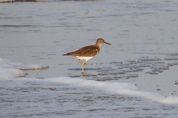 Vedanthangal Bird Sanctuary Day Trip from Chennai: Migratory Birdwatching & Wetland Trails photo 4