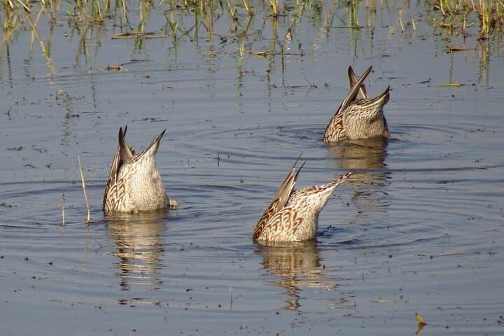 Vedanthangal Bird Sanctuary Day Trip from Chennai: Migratory Birdwatching & Wetland Trails photo 5