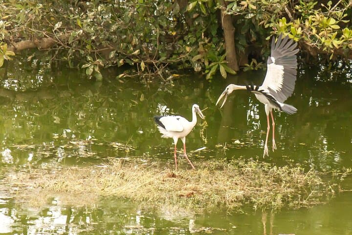 Vedanthangal Bird Sanctuary Day Trip from Chennai: Migratory Birdwatching & Wetland Trails photo 6